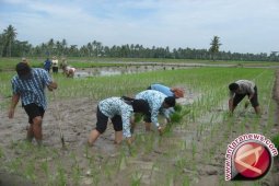 Pemkab Batanghari kekurangan tenaga penyuluh pertanian