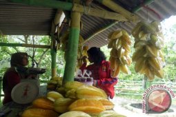 Agrowisata Belimbing Bojonegoro