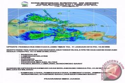 Pohon Tumbang Akibat Hujan Angin di Jember