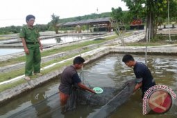 Benih Ikan Betok