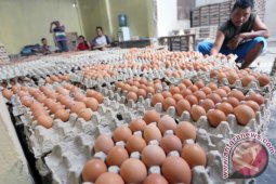 harga Jual Telur Rendah