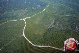 Presiden minta pengkajian strategi pengembangan hutan industri