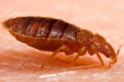 Parasit "Kepinding" Bisa Diatasi dengan Peta Genetika