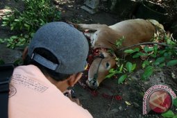 Pencurian Paha Sapi
