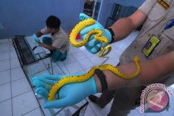 Sita Reptil Seludupan