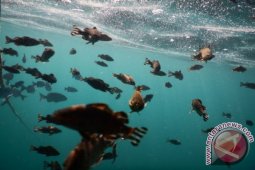 Pemkab Malang akan Bangun "Cold Storage" Ikan Tuna