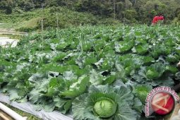 Kecamatan Sipirok Berpotensi Penghasil Sayuran "Kol" Terbaik