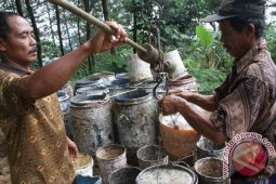 Produksi Getah Pinus Turun