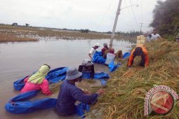 Panen Padi Lahan Banjir