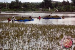 Ketinggian Air Bengawan Solo di Bojonegoro Naik