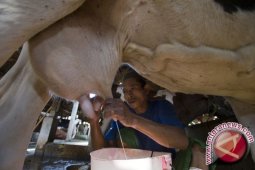 Peneliti: "Berselfie" Memerah Susu Sapi Dongkrak Pariwisata