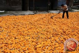 220.000 ton jagung Aceh dipasok ke Medan