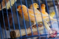 Burung Kenari Blitar