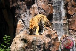 Bali Safari Tambah Wisata Edukasi Harimau Sumatera