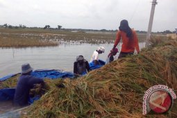 Bojonegoro Dorong Petani Asuransikan Tanaman Padi
