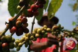 Perkebunan kopi Jambi 26.000 hektare
