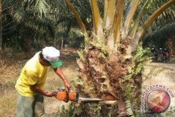 Ditemukan Enam Kasus Peredaran Sawit Palsu