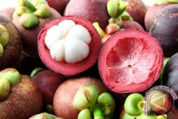 Ratusan Hektar  Budidaya Manggis Gagal