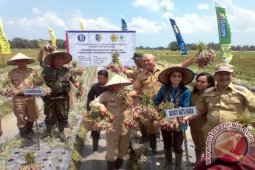 Bupati Batu Bara Panen Bawang Merah