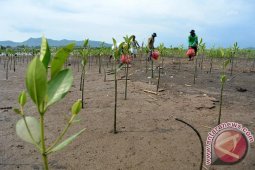 Sampah Mangrove