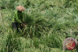 Pemprov Jatim Targetkan 100 Ribu Asuransi Tani