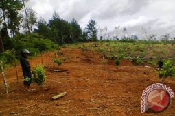 Pemkab Tapsel Kembangkan Jeruk Keprok Sipirok