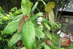 "Pirdop" Tanaman Obat Khas Sipirok