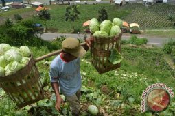 Harga Kubis Magetan Turun