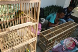 GELAR KASUS DI BBTNGL