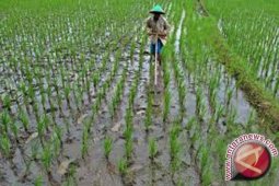 Program cetak sawah di Jambi dikurangi 1.100 hektare