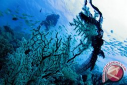 Karang Hanya Bisa Diselamatkan Dengan Mengurangi Emisi