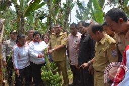 Pemkab Deliserdang Canangkan Desa Sentra Pisang Barangan