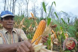 Target Produksi Jagung