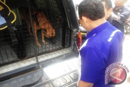 Kepala BNN: K9 Efektifkan Pelacakan Narkoba