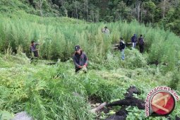 Satgas Yonif 516/CY Temukan Ladang Ganja