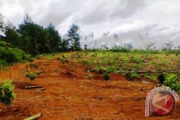 Pemkab Tapsel 2016 Siapkan 100 Ha Lahan Jeruk Keprok