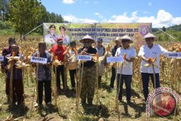 Gubernur Salurkan Bantuan Pertanian Ke Owata