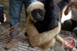 PENYERAHAN SIAMANG DAN SARUDUNG