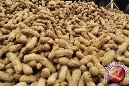 Harga Kacang di Pangkalpinang Stabil