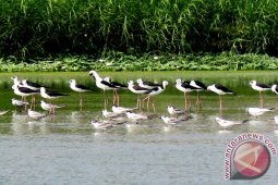 "Biota" Sensus Burung Air Di Dua Lokasi