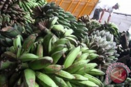 Produksi pisang di Tanjabtim menurun