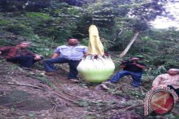 Warga Desa Sibargot Temukan Bunga Bangkai