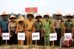 Wali Kota Medan Panen Padi
