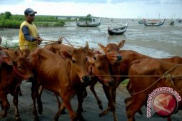 Lamongan Jadi Tuan Rumah Panen "Pedet" Nasional