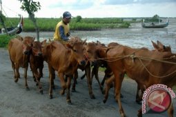Tekan Impor Sapi