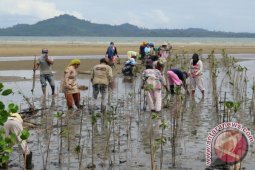 Tanah Laut Miliki 3.000 Hektare Hutan Mangrove