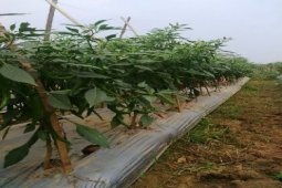 Petani Cabai Butuh Sistem Teknologi Informasi