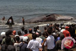 Ikan Paus Terdampar di Pantai Watu Klotok