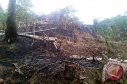 3 Hektare Lahan di Panyanggar Terbakar