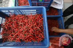 OPERASI PASAR CABAI MERAH BULOG